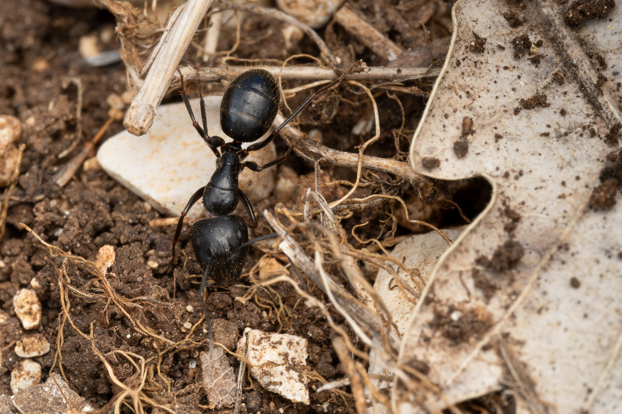 Camponotus aethiops